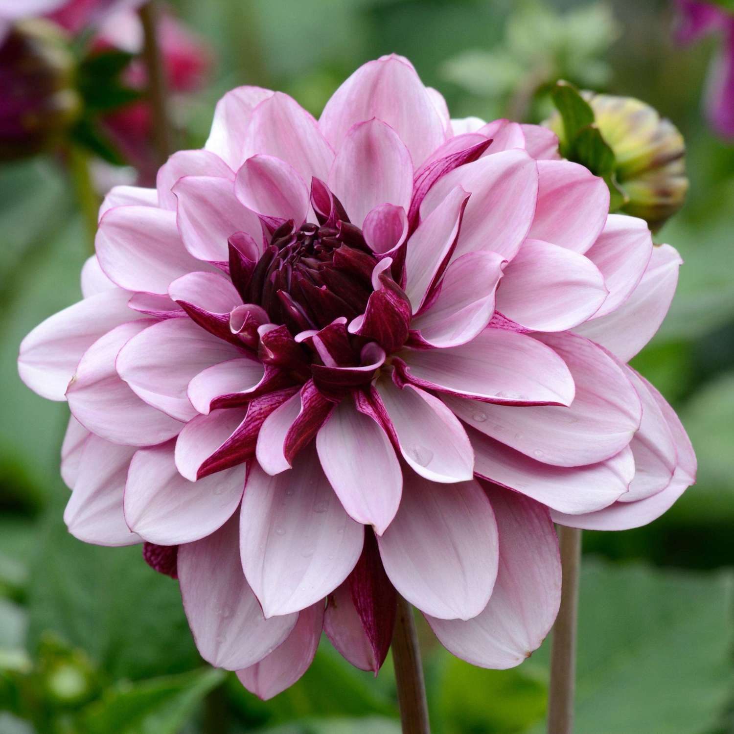 Dahlie 'Creme de Cassis'